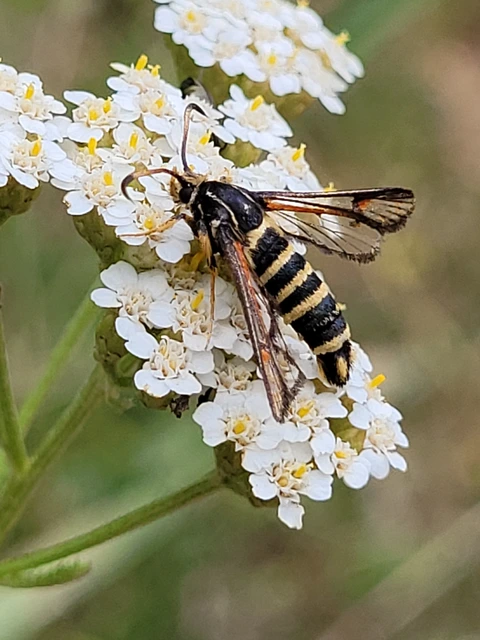 Sesiidae - szitkárfélék