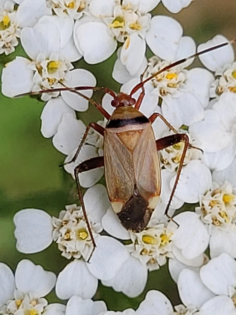 Adelphocoris vandalicus - feketevállú mezeipoloska