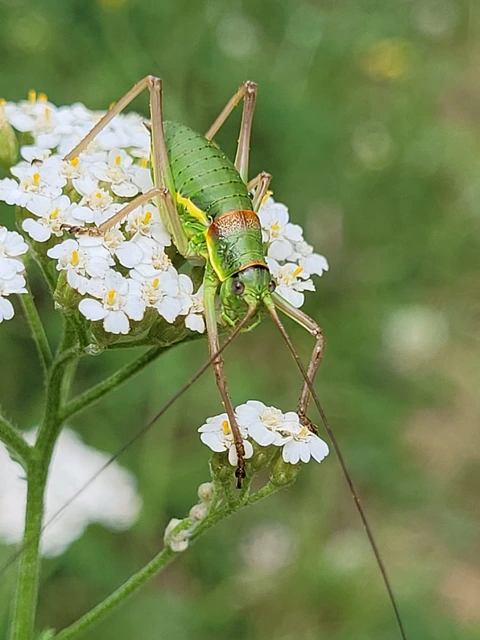 Ephippiger ephippiger - nyergesszöcske