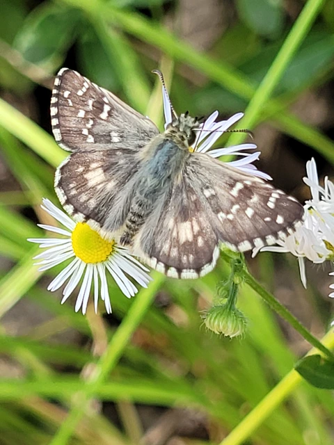 Pyrgus armoricanus - feles busalepke