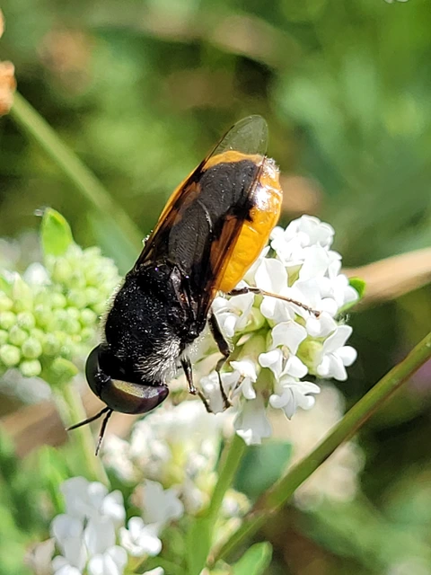 Odontomyia