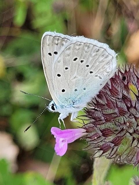 Polyommatus daphnis - csipkés boglárka