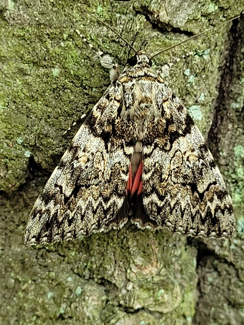 Catocala promissa - kis tölgyfa-övesbagoly