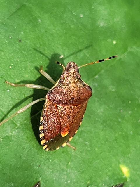 Peribalus strictus - tavaszi címerespoloska Peribalus strictus - tavaszi címerespoloska