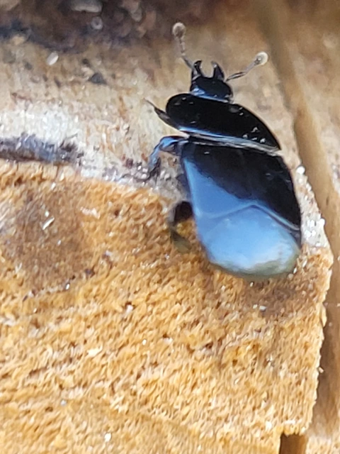 Hololepta plana - lemez-sutabogár