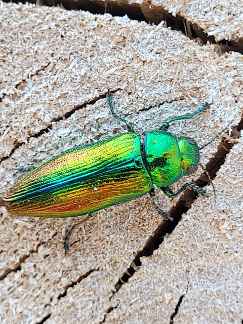 Eurythyrea aurata - aranyos díszbogár