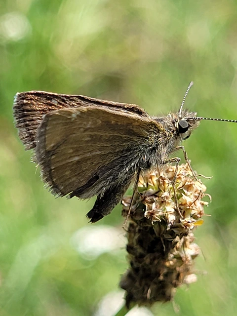Erynnis tages - cigánylepke