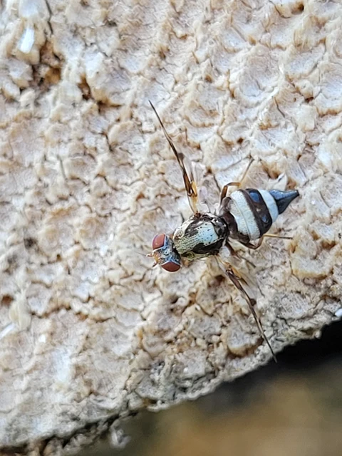 Myennis octopunctata