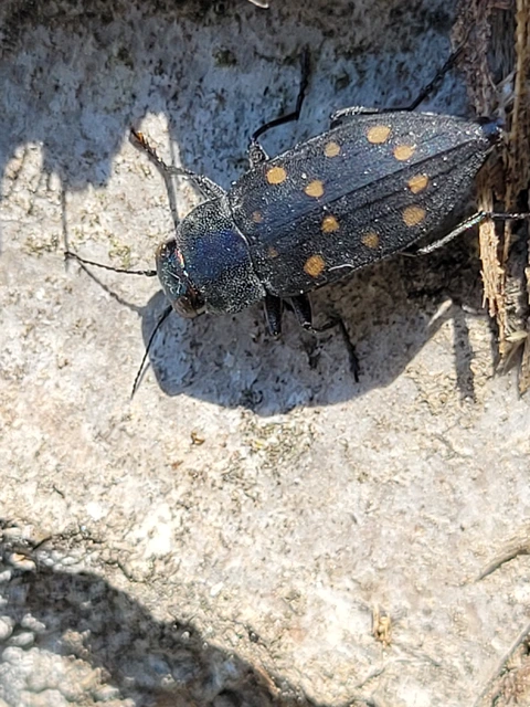 Trachypteris picta decostigma - foltos fürgedíszbogár