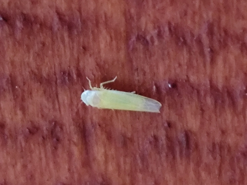 Edwardsiana