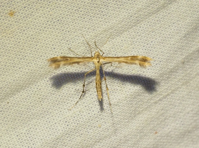 Pterophoridae - tollasmolyfélék