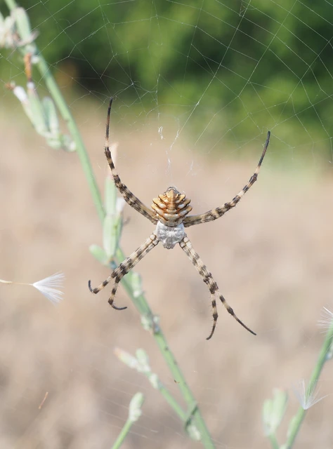 Argiope lobata - karéjos keresztespók