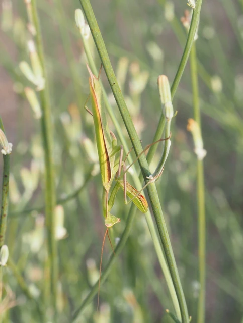 Mantis religiosa - imádkozósáska