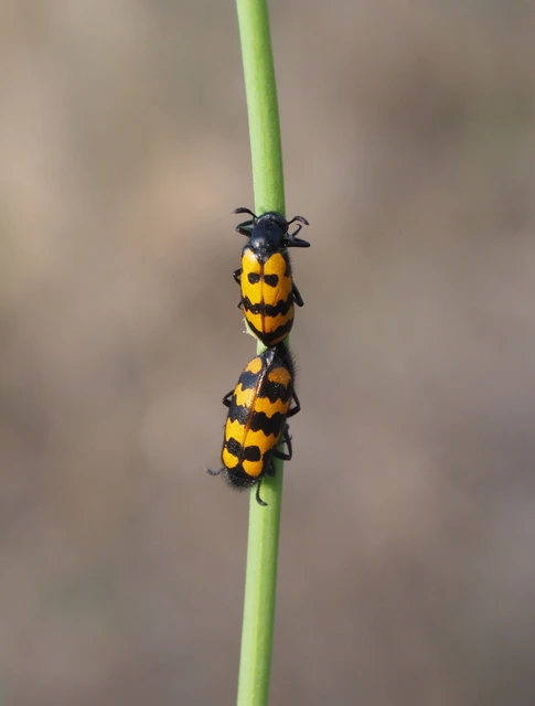 Hycleus tenerus - kis hólyaghúzó