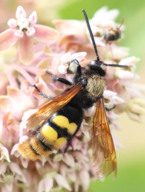 Megascolia maculata - óriás-tőrösdarázs