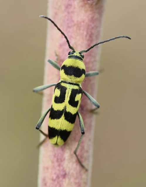 Chlorophorus varius - díszes darázscincér