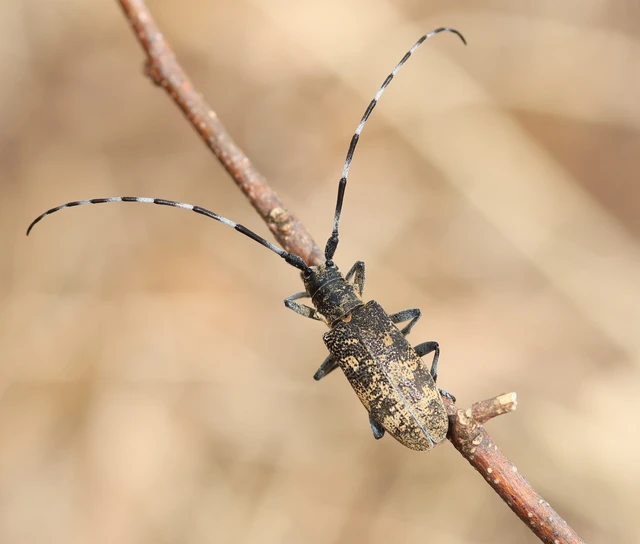 Monochamus galloprovincialis pistor - foltos fenyvescincér