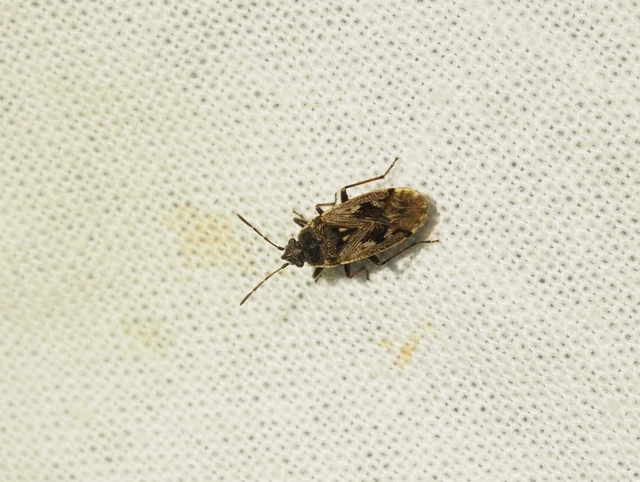 Sphragisticus nebulosus - foltos bodobács
