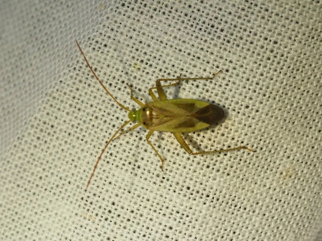 Adelphocoris lineolatus - lucernapoloska
