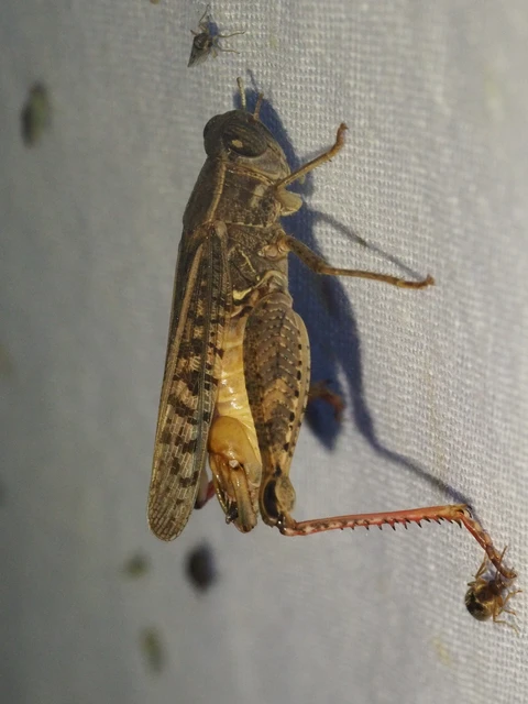 Calliptamus italicus - olaszsáska