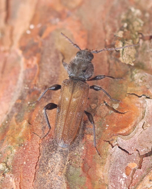 Hylotrupes bajulus - házicincér