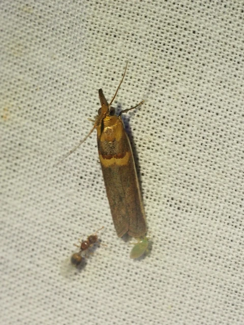 Etiella zinckenella - akácmoly