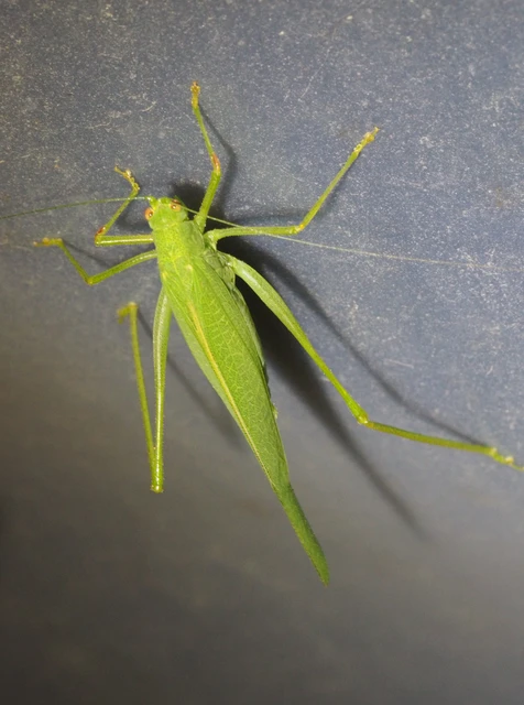 Phaneroptera nana - pontozott repülőszöcske