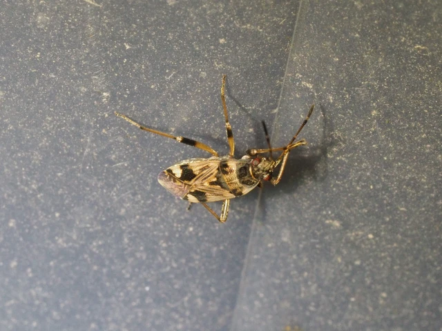 Beosus maritimus - homoki bodobács