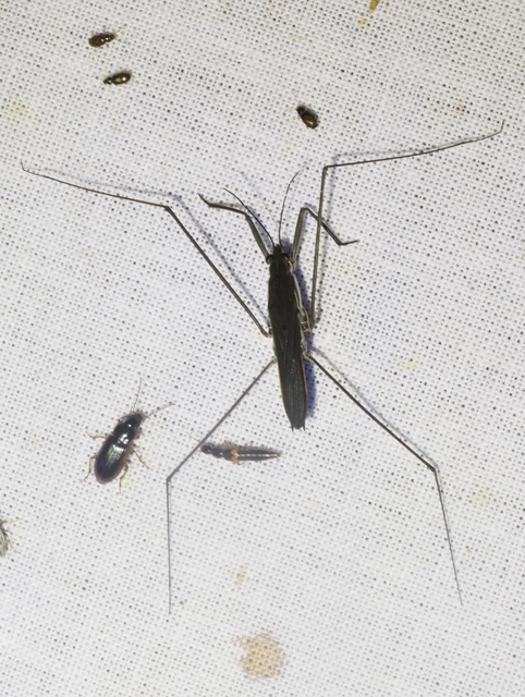 Gerridae - molnárpoloskák