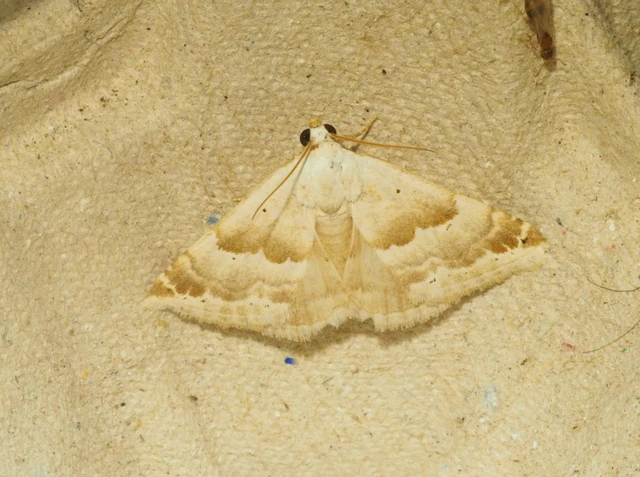 Eublemma amoena - zöldes törpebagoly