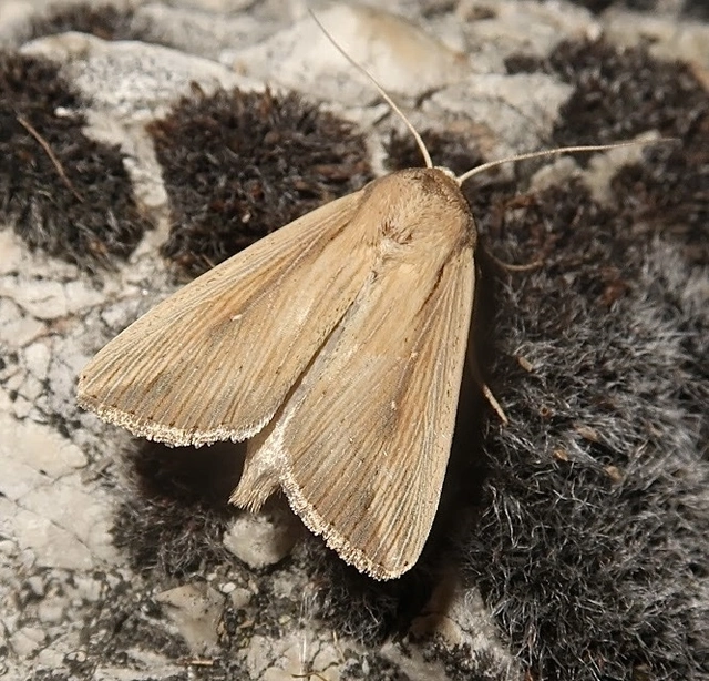 Leucania loreyi - déli rétibagoly