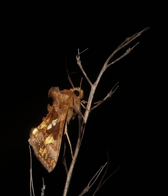 Chrysodeixis chalcites - déli aranybagoly