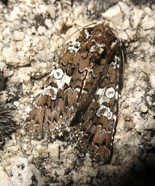 Hadena albimacula - fehérpettyes szegfűbagoly