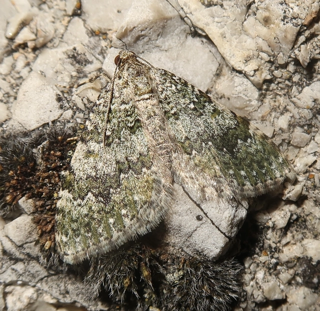 Euphyia frustata - zöldes tarkaaraszoló