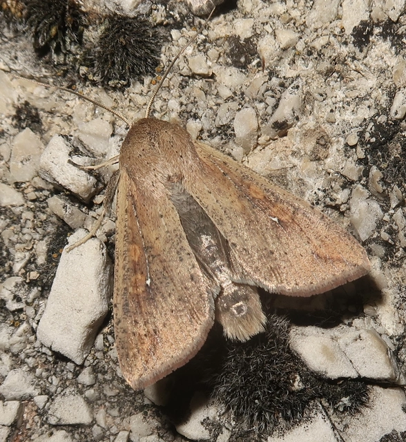 Mythimna unipuncta - hordabagoly