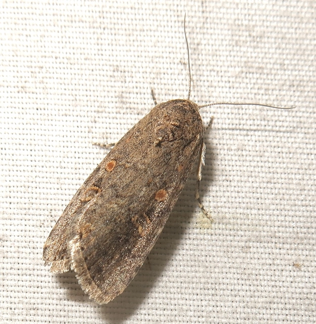 Spodoptera exigua - apró jegyesbagoly