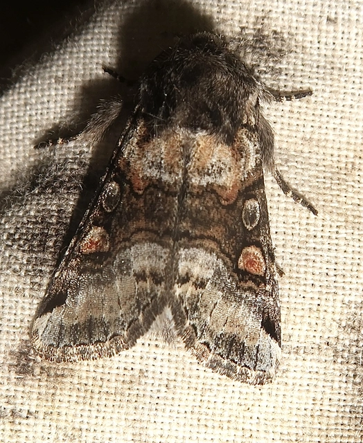Cleoceris scoriacea - szürke liliombagoly