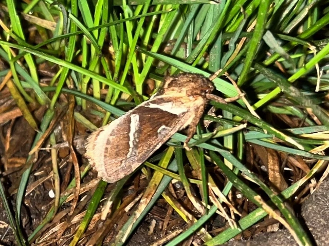 Triodia sylvina - kis gyökérrágólepke