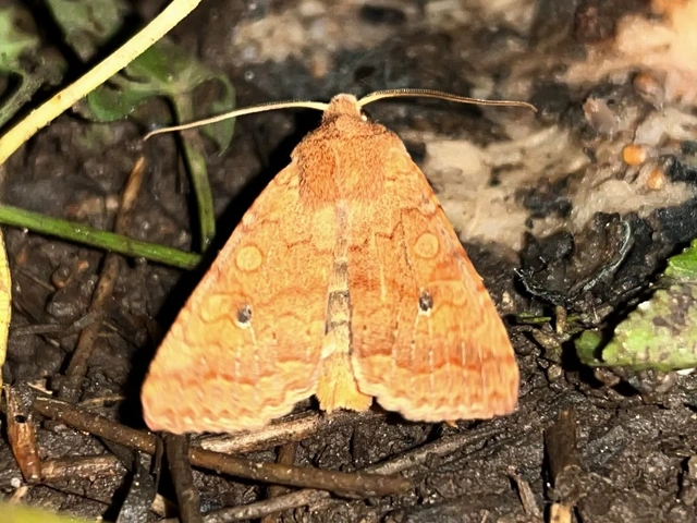 Sunira circellaris - okkersárga őszibagoly
