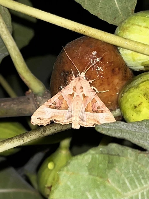 Phlogophora meticulosa - vándorló csipkésbagoly