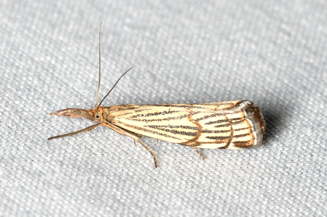 Chrysocramboides craterella - rácsos fűgyökérmoly