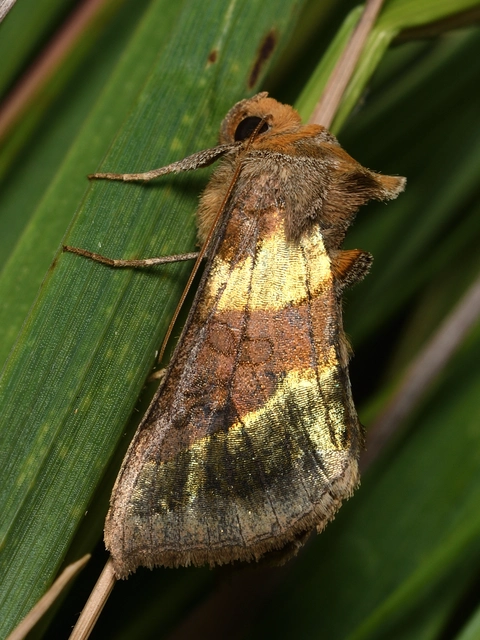 Diachrysia chrysitis - aranybagoly