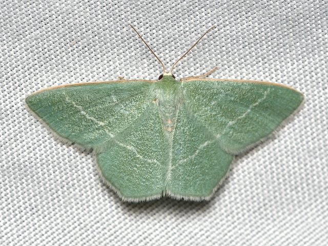 Chlorissa viridata - üdezöld araszoló