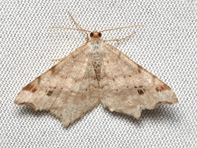 Macaria alternata - közönséges szürkearaszoló