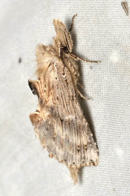 Pterostoma palpina - csőrös púposszövő