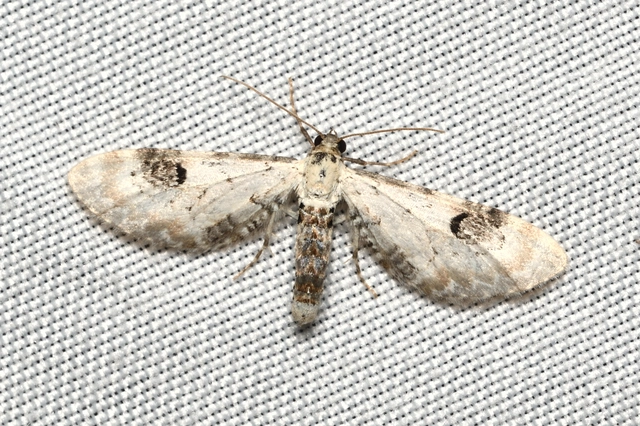 Eupithecia centaureata - búzavirág-törpearaszoló