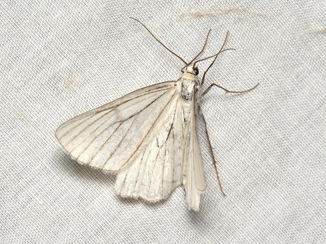 Siona lineata - vonalas fehéraraszoló