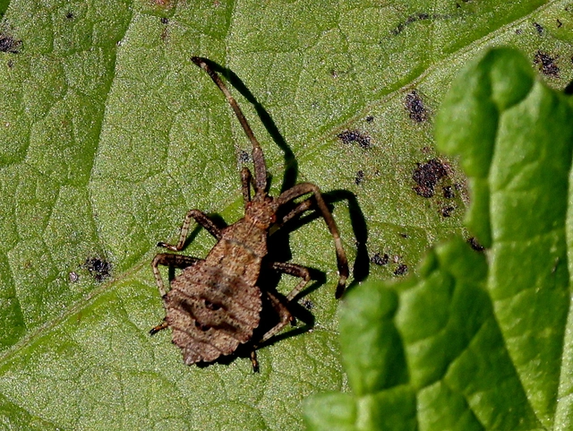 Coreus marginatus - közönséges karimáspoloska