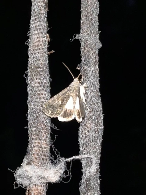 Anophia leucomelas - déli folyófűbagoly
