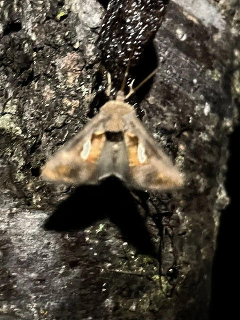 Macdunnoughia confusa - cseppfoltos ezüstbagoly